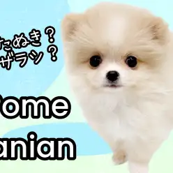 【 ポメラニアン 】たぬき顔×ショートバック体型!理想的なアザラシポメちゃん!