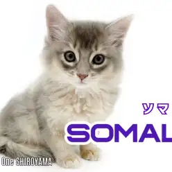 【 ソマリ 】目ヂカラ最強！神秘的なブルーの被毛をまとった明るく元気な男の子