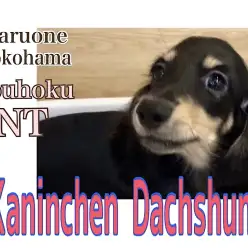 【 カニンヘン・ダックスフント 】生後110日お耳のカールが可愛い女の子