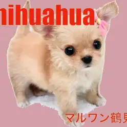 【 チワワ 】クリームカラーの笑顔を届けてくれる天使！