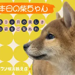 【 柴犬 】本日の柴ちゃん！生後3ヶ月の美しきお姿をご覧あれ！