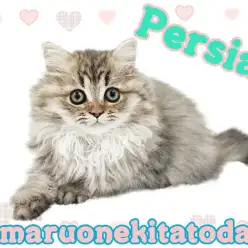 【 ペルシャ 】究極の癒し系！ドールフェイスのお膝猫ちゃんがやってきた！