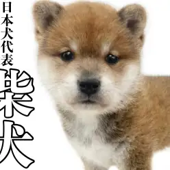 【 柴犬 】可愛らしさの中にある勇ましさ、これぞ古き良き日本犬！柴犬なのだ！