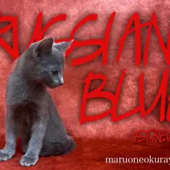 【 ロシアンブルー 】独特な深みブルー！にんまりロシアンスマイルの天使のような猫ちゃん！