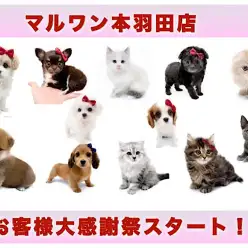 【 お知らせ 】マルワン本羽田店お客様大感謝祭スタート！全頭ご紹介！