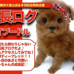 【 ぷーちゃんの成長アルバム 】タレ目であざと可愛いぷーちゃんの成長記！