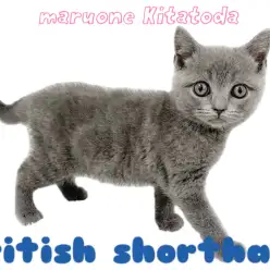【 ブリティッシュショートヘア 】大きな瞳にムッチリボディの極上にゃんこ