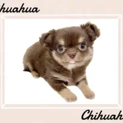 【 チワワ 】みんなに愛されボディのスペシャルチョコタンチワワが登場！