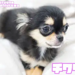 【 チワワ 】短めマズルの最強ベビーフェイス!人気のブラックタンカラーの女の子!