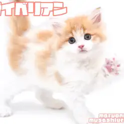 【 サイベリアン 】大人気クリームカラーの目ヂカラ抜群なゴージャスボディの男の子！