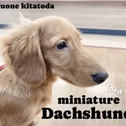 【 ミニチュアダックスフンド 】日々トレーニング中！特訓の成果をご覧あれ！