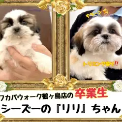 【 今日の鶴ヶ島店 】卒業生シーズーのリリちゃん来店