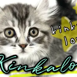 【 キンカロー 】可愛さはルックスだけじゃない！甘え上手の愛されキャット！