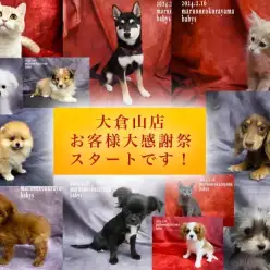 【 大感謝祭 】マルワン横浜大倉山店、お客様大感謝祭スタートです！