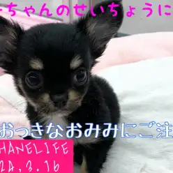 【チワワ成長ログ】おっきなお耳がトレードマーク！