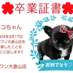 【 卒業証書 】ココちゃん卒業おめでとう！スタッフママより愛を込めて！