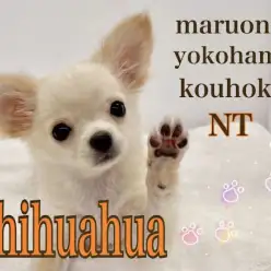 【 チワワ 】ウルウル瞳のフェミニンガール！チワワちゃんの生後98日