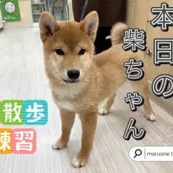 【 柴犬 】本日の柴ちゃん！店内お散歩練習！