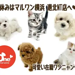 【 お役立て情報 】春休みは港北NT店へ！ 可愛い在籍ワンニャンをご紹介！