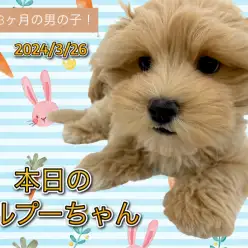 【 MIX 】本日のマルプーちゃん！生後3ヶ月の男の子！