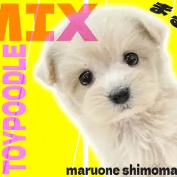 【 MIX 】アイドル的ルックスを持つ人気ミックス！マルプーの魅力に迫る！