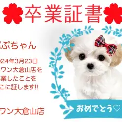 【 卒業証書 】ぷぷちゃん卒業おめでとう！！スタッフママより愛を込めて！