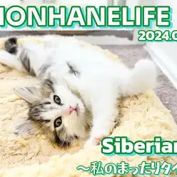 【 サイベリアン成長ログ 】おやすみ前の可愛いウィンクショットをご覧あれ！