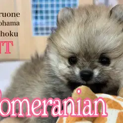 【 ポメラニアン 】爆毛！まん丸たぬきポメ
