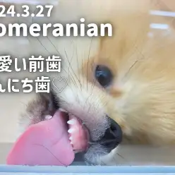 【ポメラニアンの成長ログ】小さくて可愛い前歯、こんにち歯！