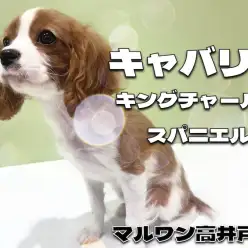 【 キャバリア 】まもなく生後4か月！人懐っこさ全開の甘えん坊な女の子！