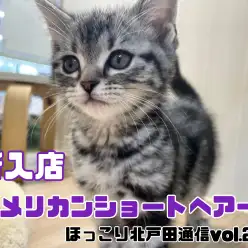 【ほっこり北戸田通信Vol.22】環境馴ればっちりの猫ちゃんのアメリカンショートヘア！
