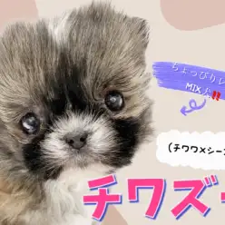 【 チワズー 】レア度高めな希少MIX犬、愛嬌たっぷり鼻ぺちゃ天使が降臨!