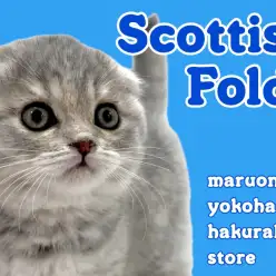 【 スコティッシュフォールド 】まん丸にゃんこの注目ポイントを大公開！