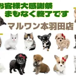 【 カウントダウン 】大感謝祭まもなく終了！本羽田店のゲキカワわんにゃんご紹介！！