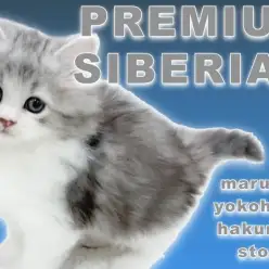 【 サイベリアン 】パーフェクトな美貌を持つプレミアムBOY！