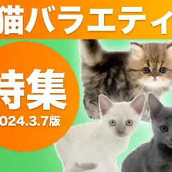 【 猫バラエティ特集 】3/7現在在店中のオンリーニャンコな猫ちゃんをご紹介！