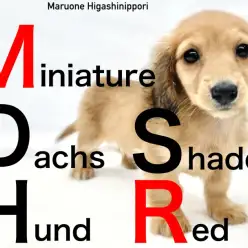 【 ダックス 】まばゆいレッドの毛色も底抜けに明るい性格も、きっと太陽の申し子！