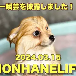 【 ポメラニアン成長ログ 】本羽田のリアルポメちゃんは芸達者なんです！