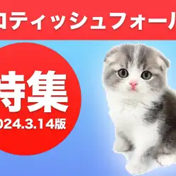 【 スコティッシュフォールド特集 】3/14現在在店中の大人気猫種！最新動画付き