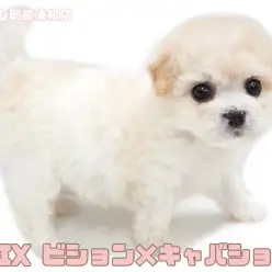 【 キャバリアMIX 】SNSで爆発的人気！超希少な最強MIXが埼玉に登場！！