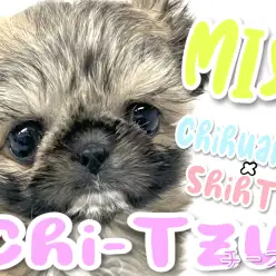 【 MIX 】ミステリアスな鼻ぺちゃわんこ！【 チワワ×シーズー 】