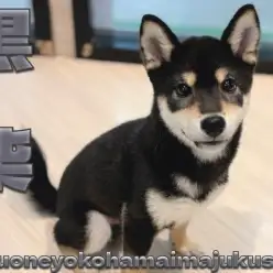 【 柴犬 】もうすぐ生後5ヶ月！目ヂカラ最強の甘えん坊な黒柴ちゃま最新情報！