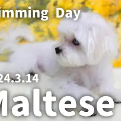 【 マルチーズの成長ログ 】シャンプーで更にシルキーに可愛く変身！