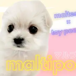 【 マルプー 】MIX犬人気No.1!誰もが憧れる究極のぬいぐるみわんこ登場!