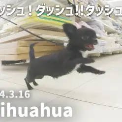 【 チワワ成長ログ 】ダッシュ！ダッシュ！！パワフルちーちゃん！