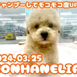 【 ビションプー成長ログ 】シャンプーしてモコモコ度UP!