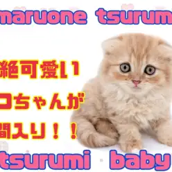 【スコティシュフォールド】まん丸顔が、超絶可愛いスコちゃん！！