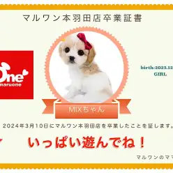 【 卒業記念 】キャバションちゃん卒業おめでとう！感謝を込めて〜卒業ブログ〜