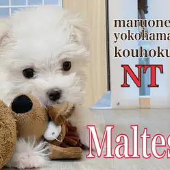 【 マルチーズ 】プロが伝授するマルチーズ君のケア