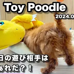 【 トイプードル成長ログ 】ねぇ遊ぼうよ！今日の遊び相手は誰？！